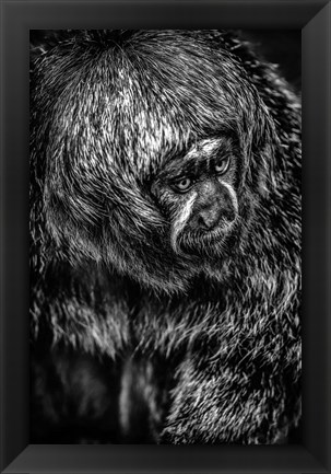 Framed Little Monkey 4 Black &amp; White Print