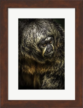 Framed Little Monkey 4 Print