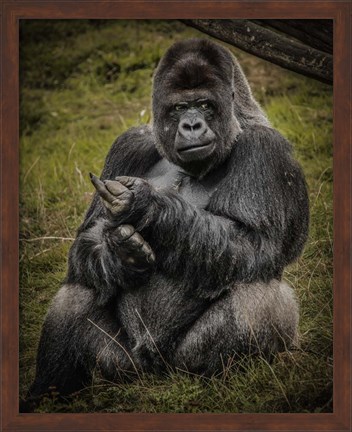 Framed Male Gorilla Black Print