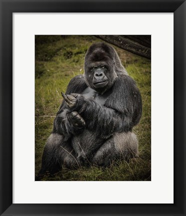 Framed Male Gorilla Black Print