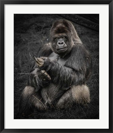 Framed Male Gorilla Print