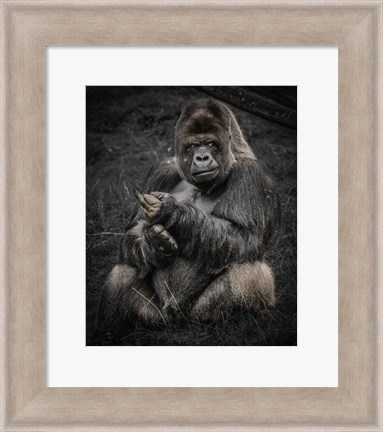 Framed Male Gorilla Print