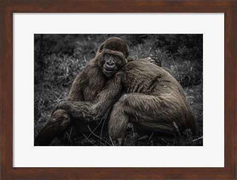 Framed Gorillas 2 Print