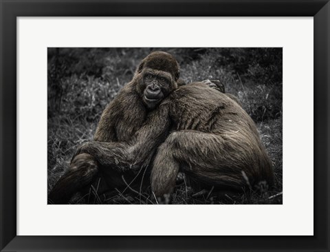 Framed Gorillas 2 Print