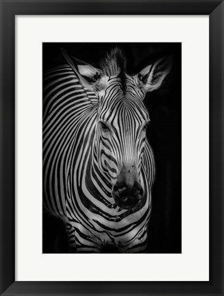 Framed Zebra 3 Black &amp; White Print