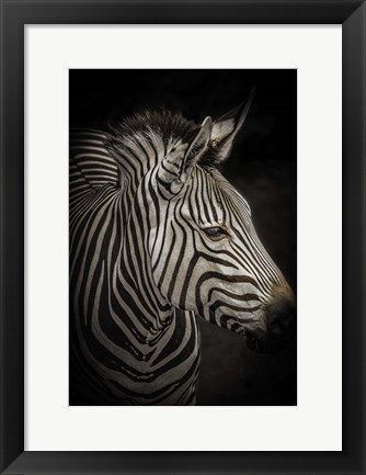 Framed Zebra 4 Print