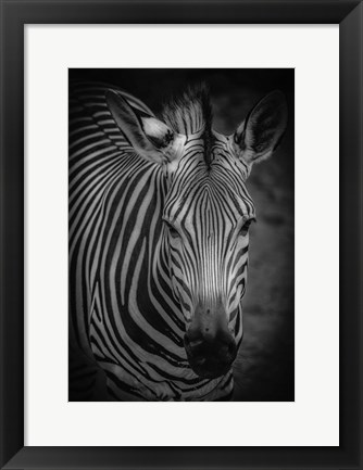 Framed Zebra 5 Black &amp; White Print