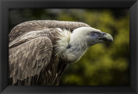 Framed Vulture 3 Print