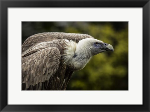 Framed Vulture 3 Print