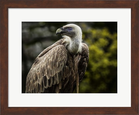 Framed Vulture 4 Print