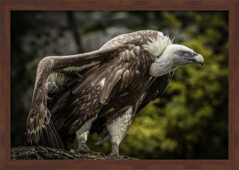 Framed Vulture 5 Print