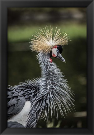 Framed Yellow Crowned Crane Print