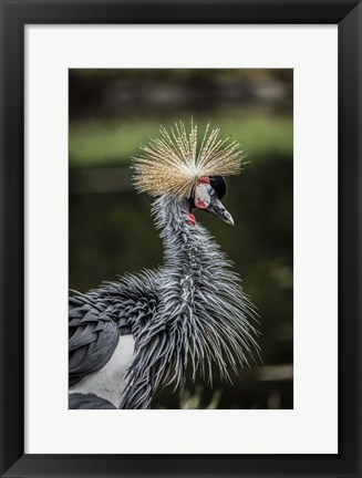 Framed Yellow Crowned Crane Print