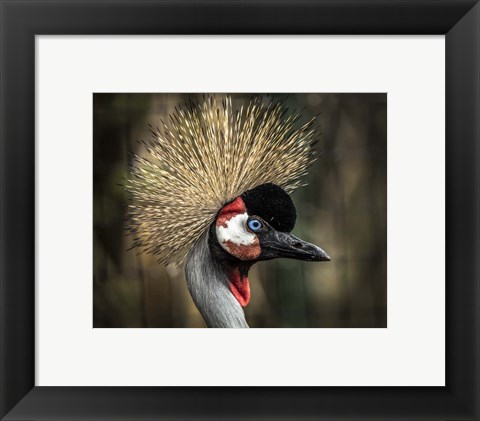 Framed Yellow Crowned Crane 2 Print