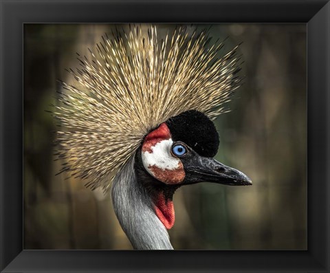 Framed Yellow Crowned Crane 2 Print