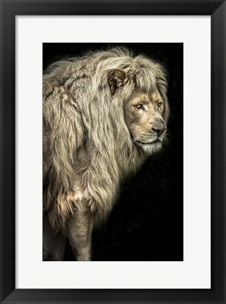 Framed Big Male Lion Print