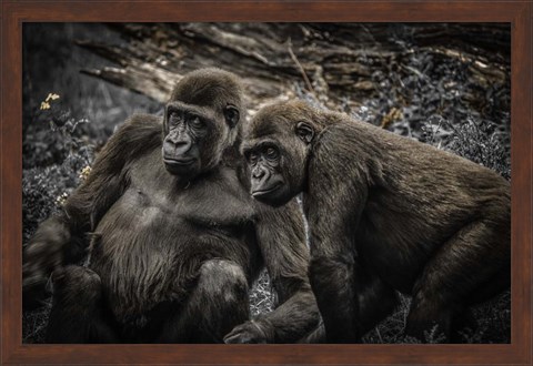 Framed Gorillas 4 Print