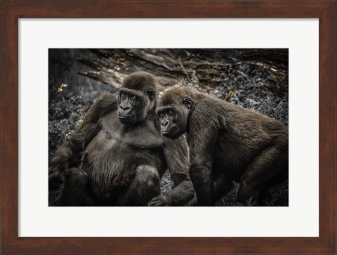 Framed Gorillas 4 Print