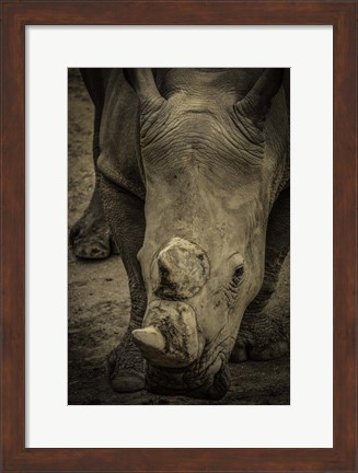 Framed Male Rhino 2 Print