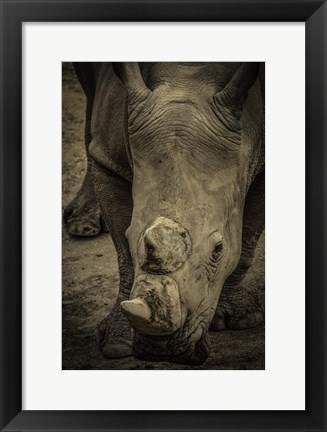 Framed Male Rhino 2 Print