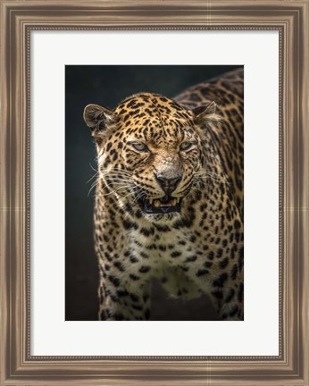 Framed Angry Jaguar 2 Print