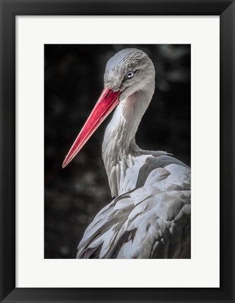 Framed Stork 7 Print