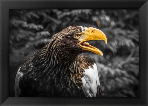 Framed Steller Eagle 7A Print