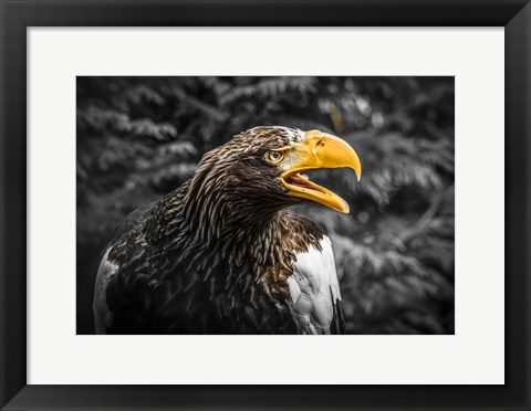 Framed Steller Eagle 7A Print