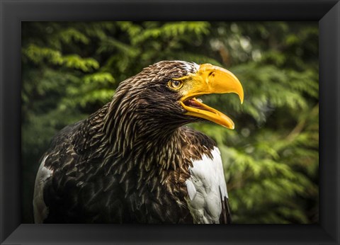 Framed Steller Eagle 7B Print