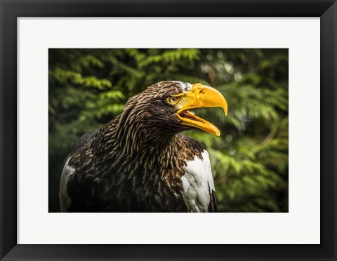 Framed Steller Eagle 7B Print