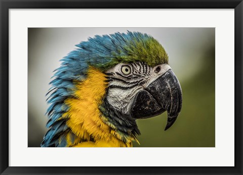 Framed Blue Ara Parrot Print