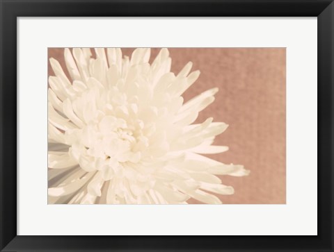 Framed Blush Burst I Print