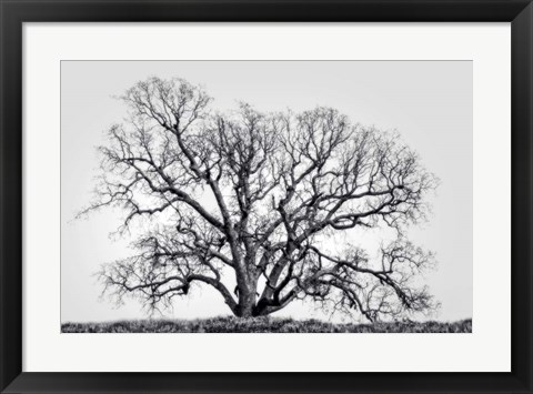 Framed Grand Oak Tree I Print