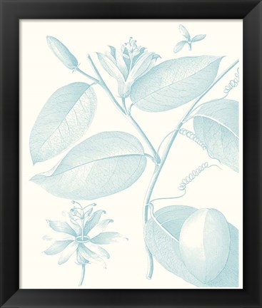 Framed Botanical Study in Spa III Print