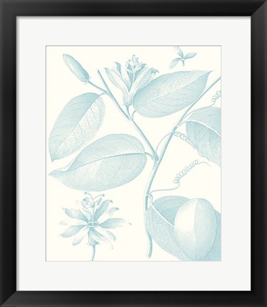 Framed Botanical Study in Spa III Print