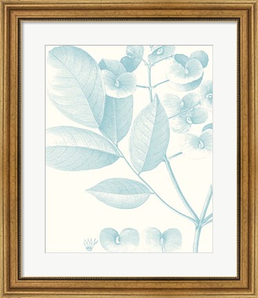 Framed Botanical Study in Spa V Print
