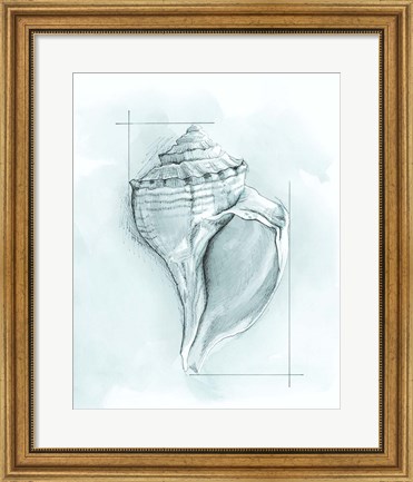 Framed Coastal Shell Schematic I Print