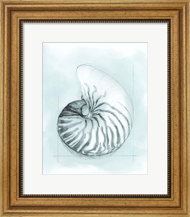 Framed Coastal Shell Schematic II Print