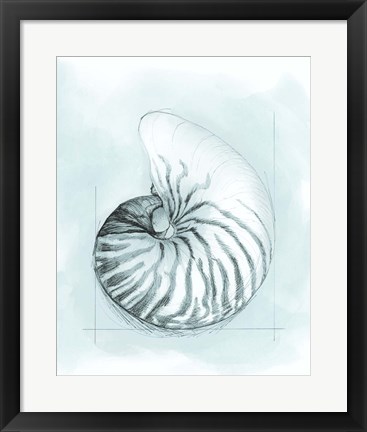 Framed Coastal Shell Schematic II Print