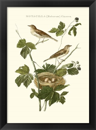 Framed Nozeman White Throat Blackberry Print