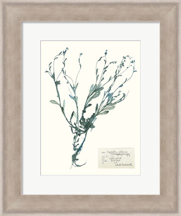 Framed Pressed Flowers in Spa II Print