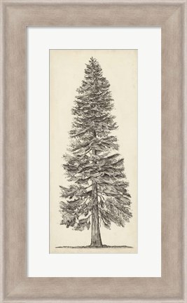 Framed Pacific Northwest Tree Sketch I Print