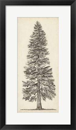 Framed Pacific Northwest Tree Sketch I Print