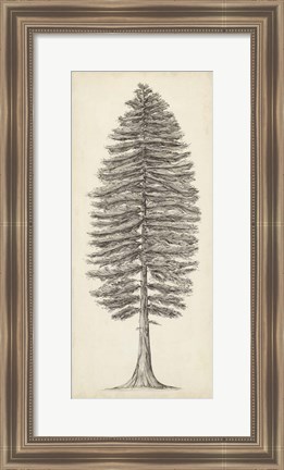 Framed Pacific Northwest Tree Sketch II Print