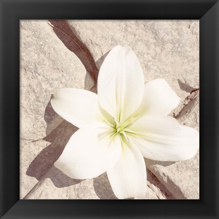 Framed Stone Blossom IV Print