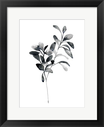 Framed Brume Botanical I Print