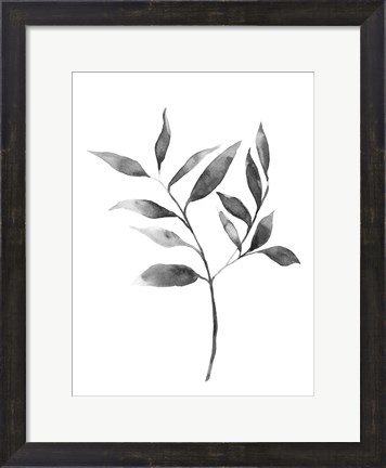 Framed Brume Botanical II Print