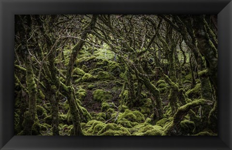 Framed Mossy Forest 2 Print