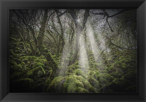 Framed Mossy Forest 5 Print