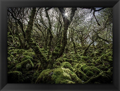 Framed Mossy Forest 6 Print